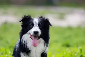 Canisites et déchets canins
