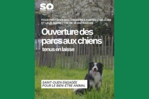 Chien canicule 2026